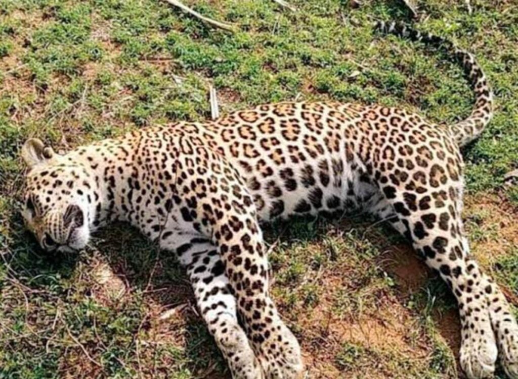 leopard died due to intense sun