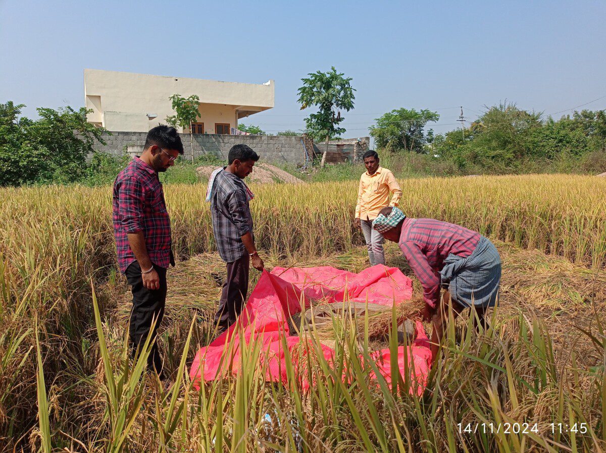 వరి పంట కొత్త ప్రయోగం