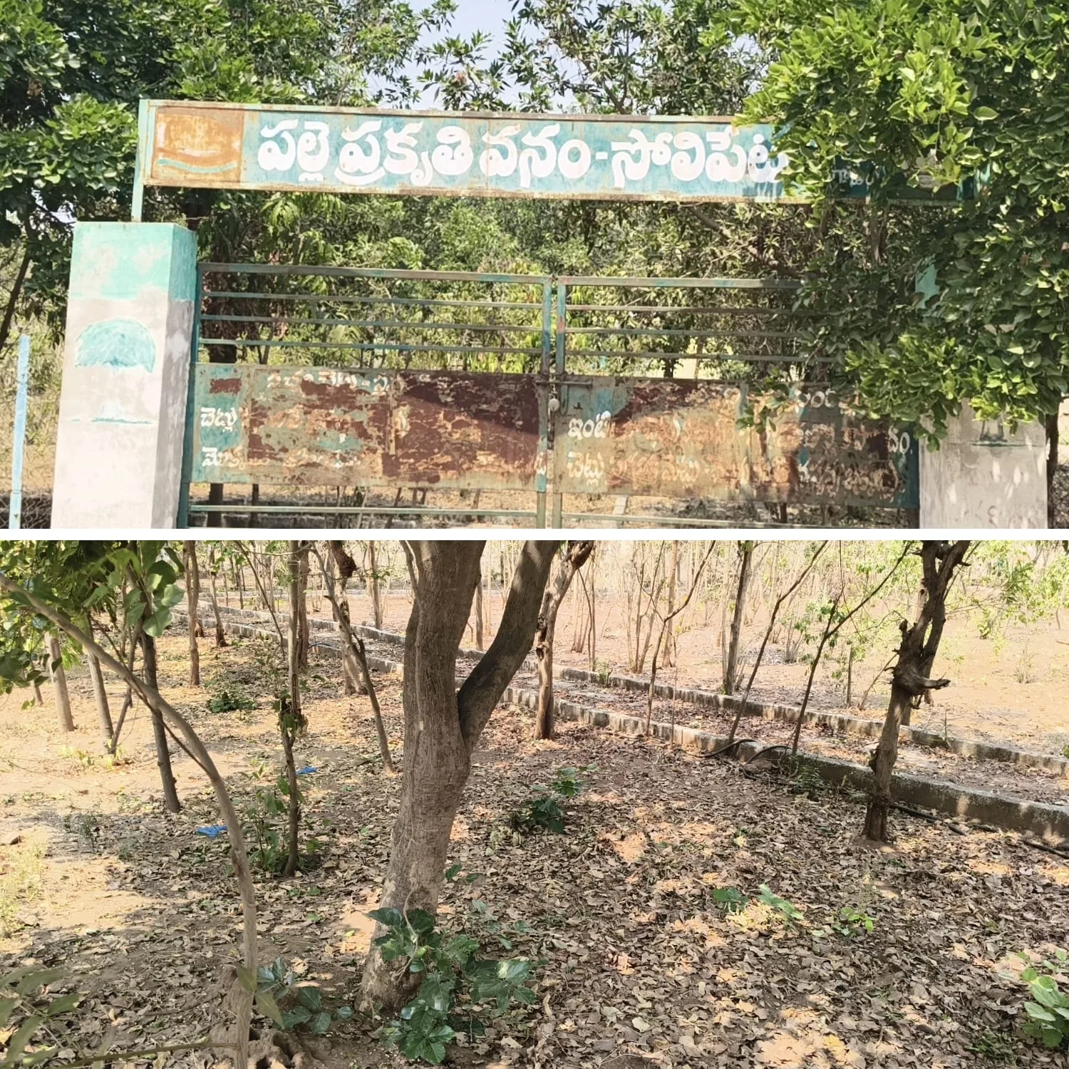 సోలిపేటలో ఎండిన మొక్కలు చెత్తతో నిండిన పల్లె ప్రకృతి వనం
