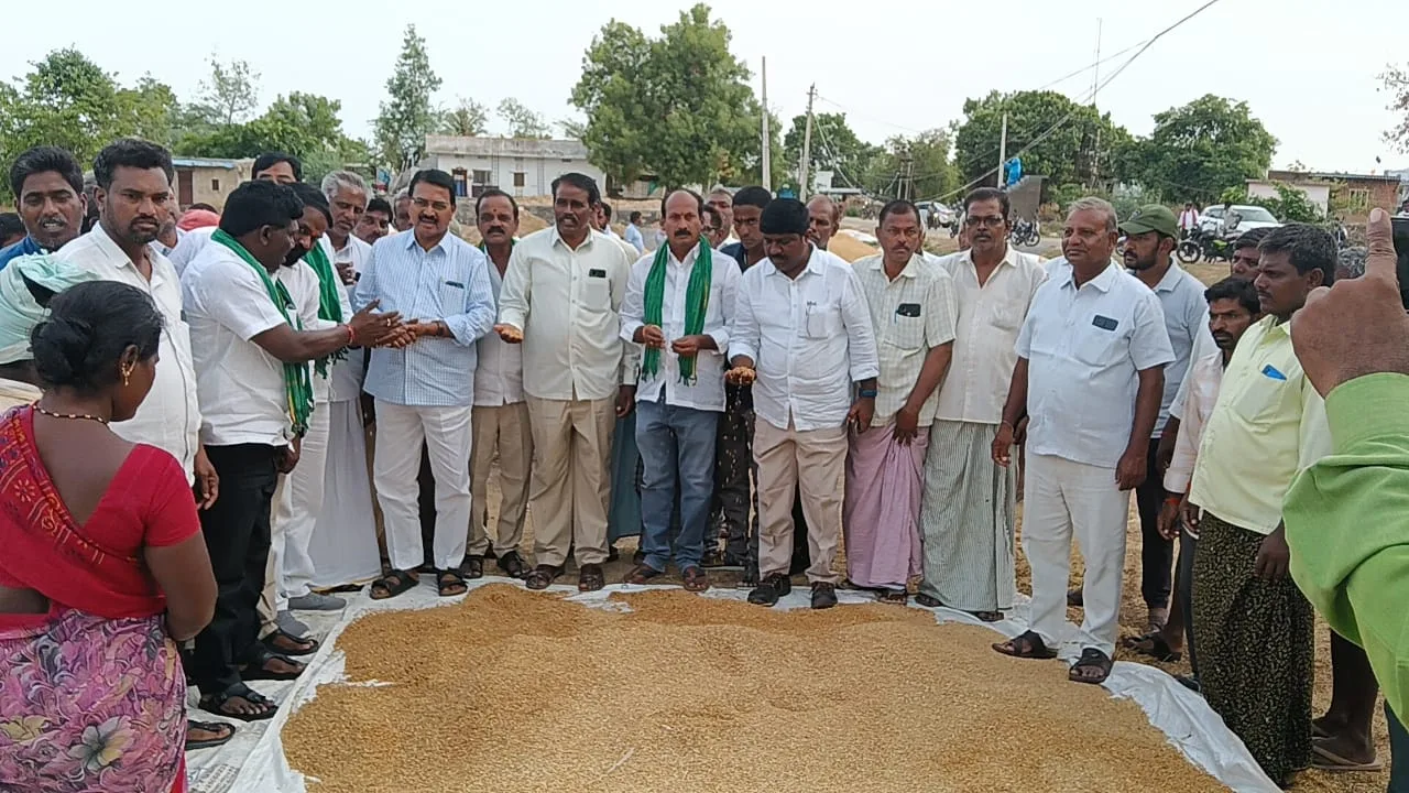 తరుగు పేరిట రైతులను దోచుకుంటున్న వైనం. స్పందించని పాలకులు,అధికారులు.