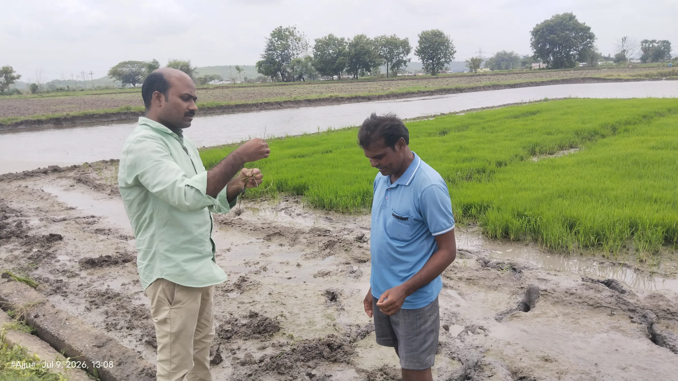 సన్న వడ్లలో అధిక దిగుబడే లక్ష్యం.. శాస్త్రీయ పద్ధతులతో వరి నారు నిర్వహించాలి….