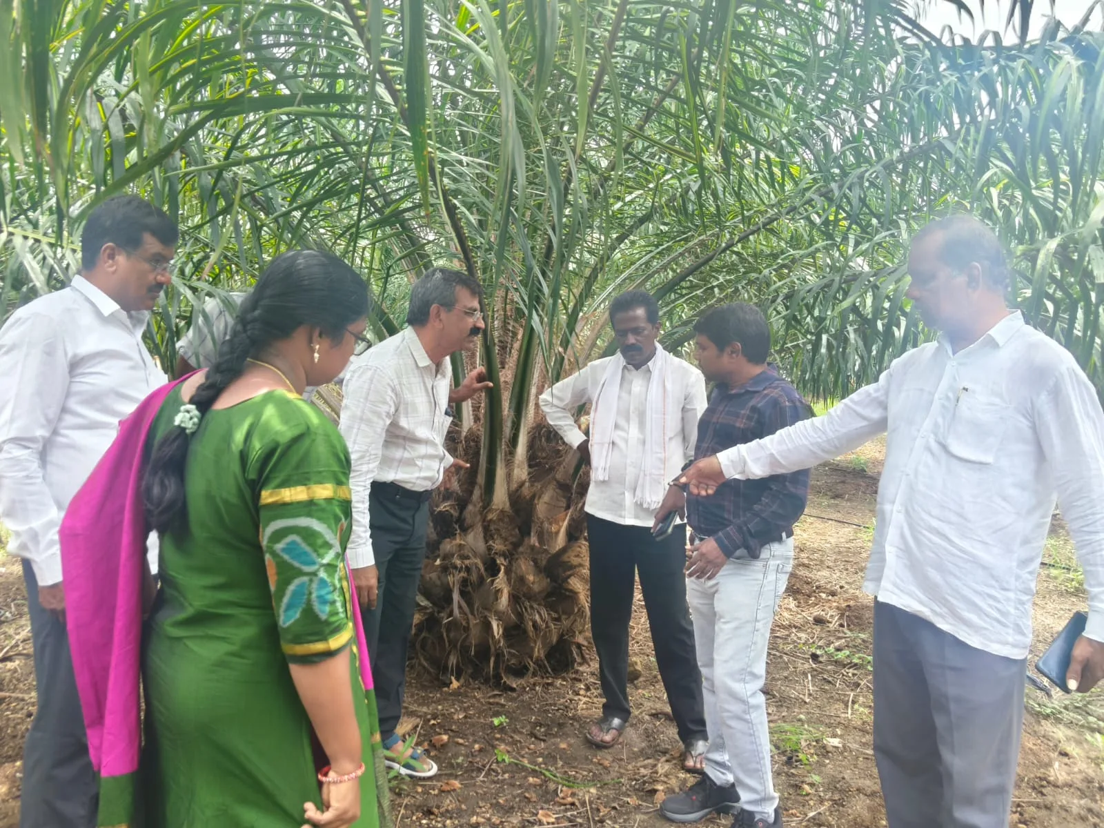 శాస్త్రీయ యాజమాన్యంతో ఆయిల్ పామ్‌లో అధిక దిగుబడులు సాధ్యం…